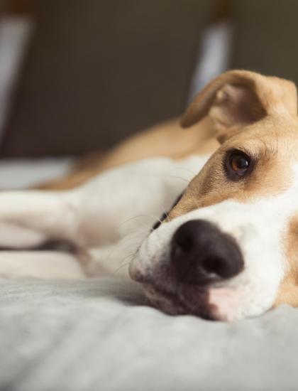Un cane rilassato e sereno sdraiato su un letto.
